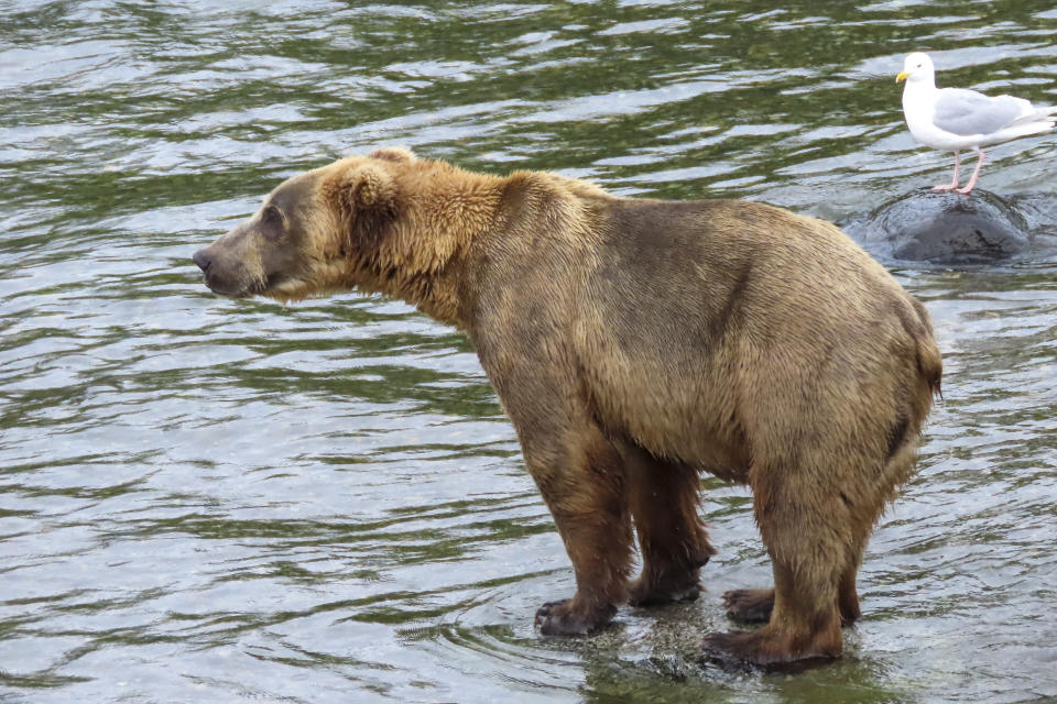 Online voting in Alaska's Fat Bear Week contest starts after an attack