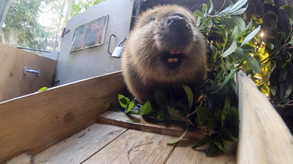 This undated image made from video provided by the Oregon Zoo shows Filbert the beaver at the entrance to his den after pulling in branches in Portland, Ore. (Oregon Zoo via AP)