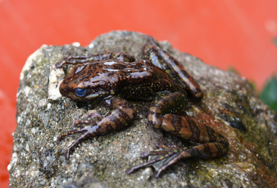 One of the new species, Amolops chanakya.