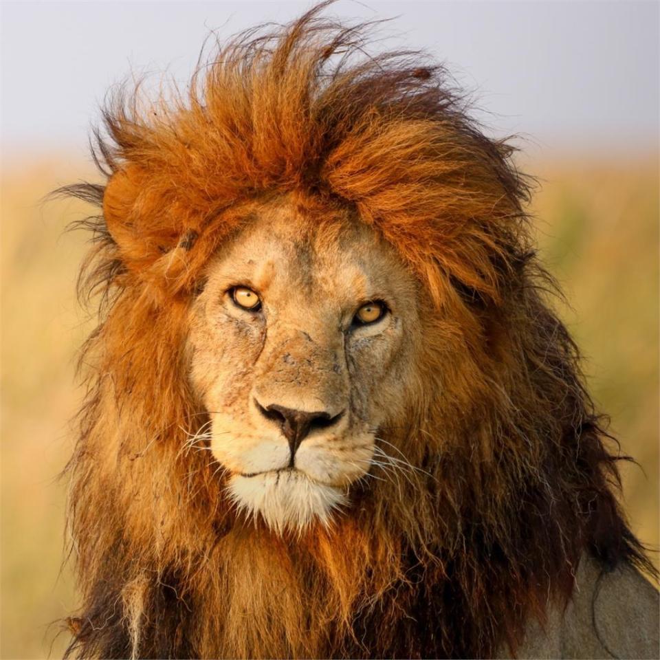 東非傳奇獅王「7年統治被推翻」！遭3雄獅突襲慘死　兄弟兒子也遇害