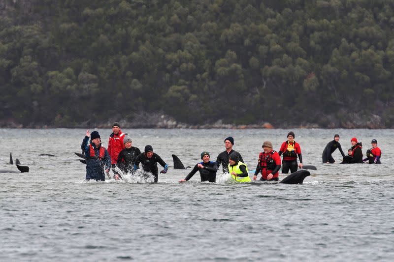 Rescue efforts to save whales stranded on a sandbar take place at Macquarie Harbour