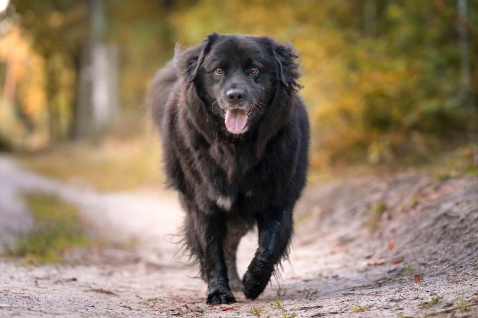 20 best dogs for kids newfoundland