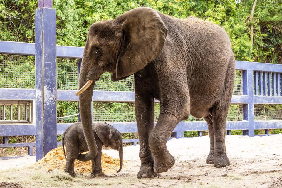 Nadirah and her newborn calf Corra in 2023.