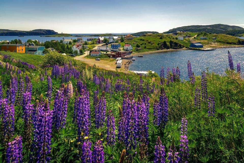 Aerial view of Trinity Bay, Newfoundland