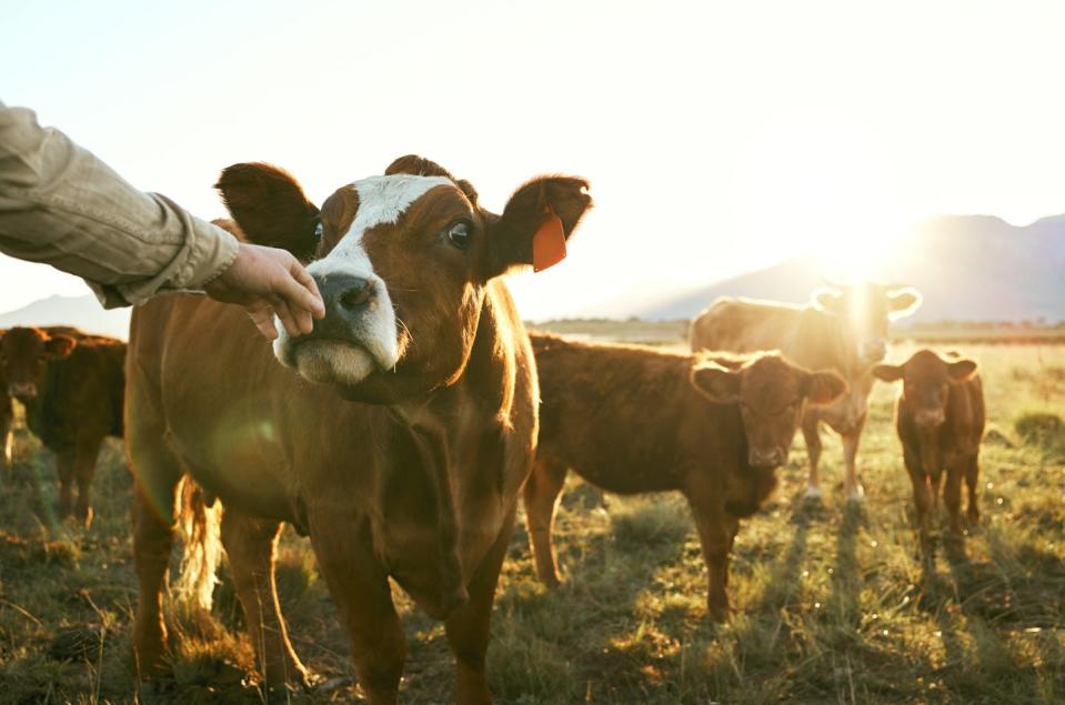 One cow, in the middle of a herd of cows in a pasture, sniffs a person's hand