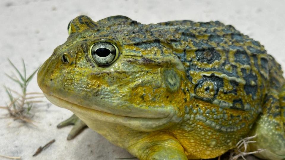 A close-up photo of a Pyxicephalus beytelli, or Beytell’s bullfrog.