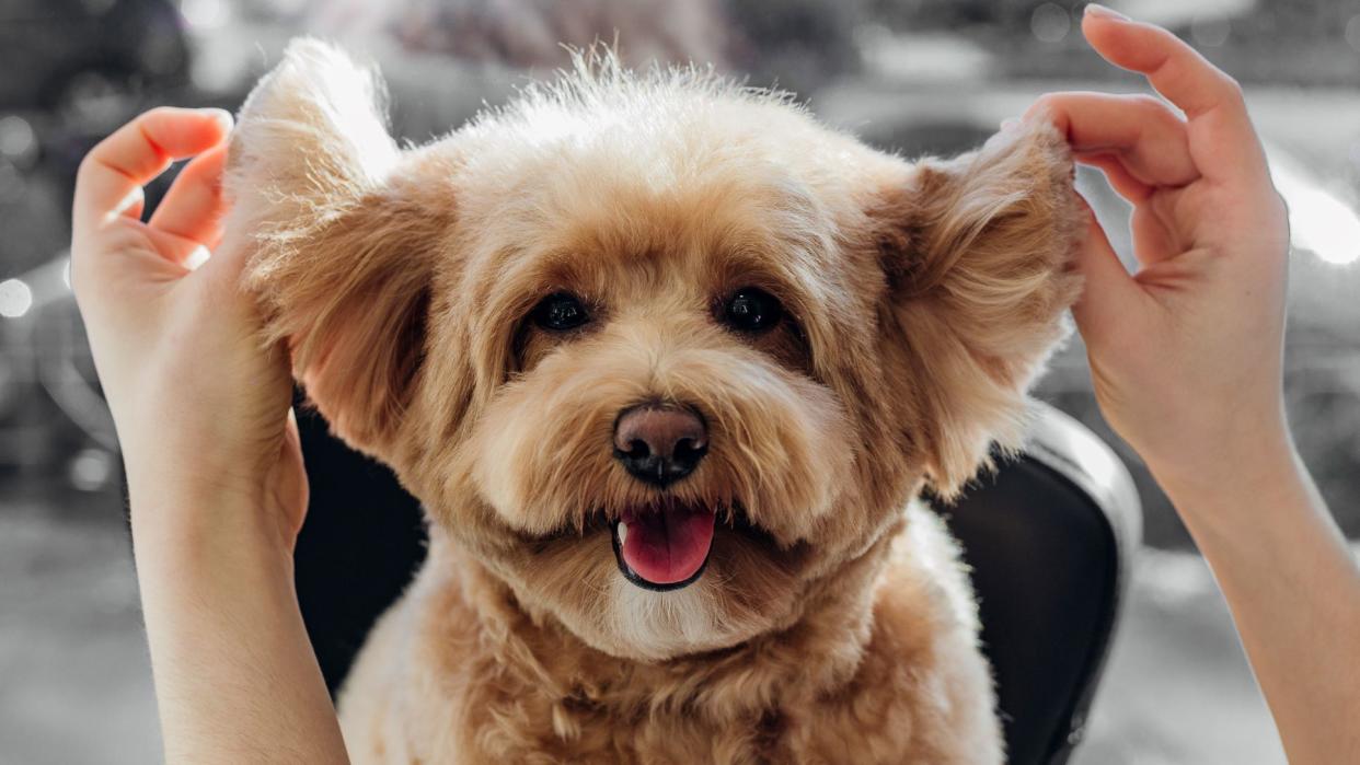  Happy dog having his ears held up 