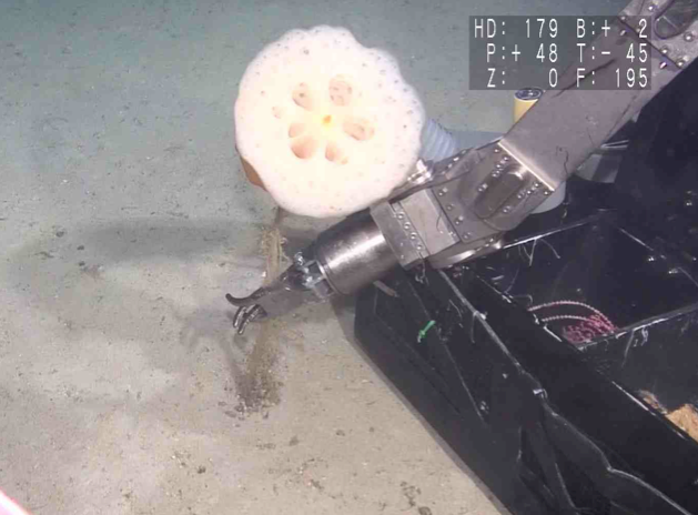 Scientists Explore New Zealand s Deep Sea (Part II)