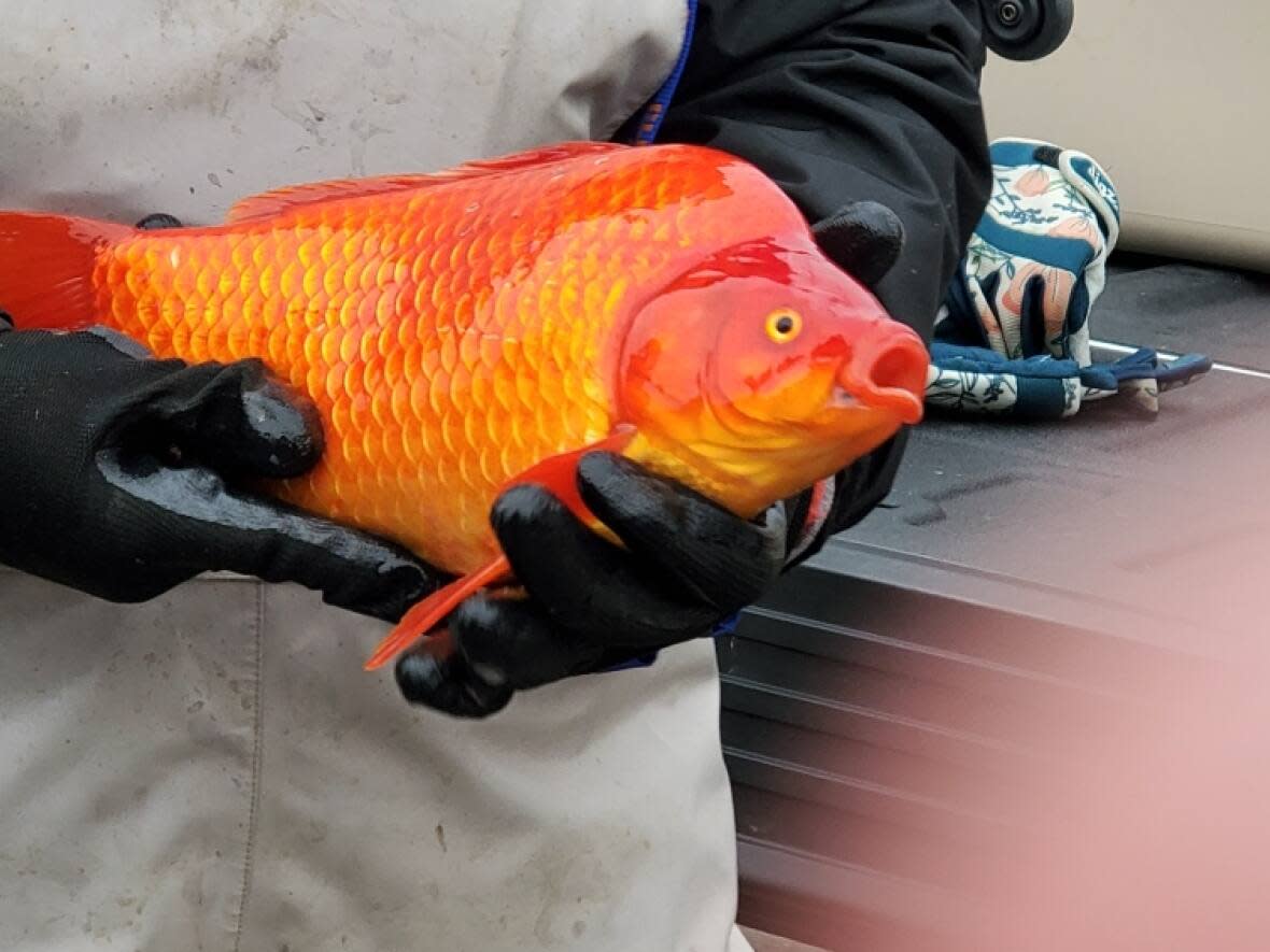 Yes, that's a goldfish. Workers with the City of Lethbridge have been pulling out giant aquatic invaders like this one from stormwater ponds in recent years. (City of Lethbridge - image credit)