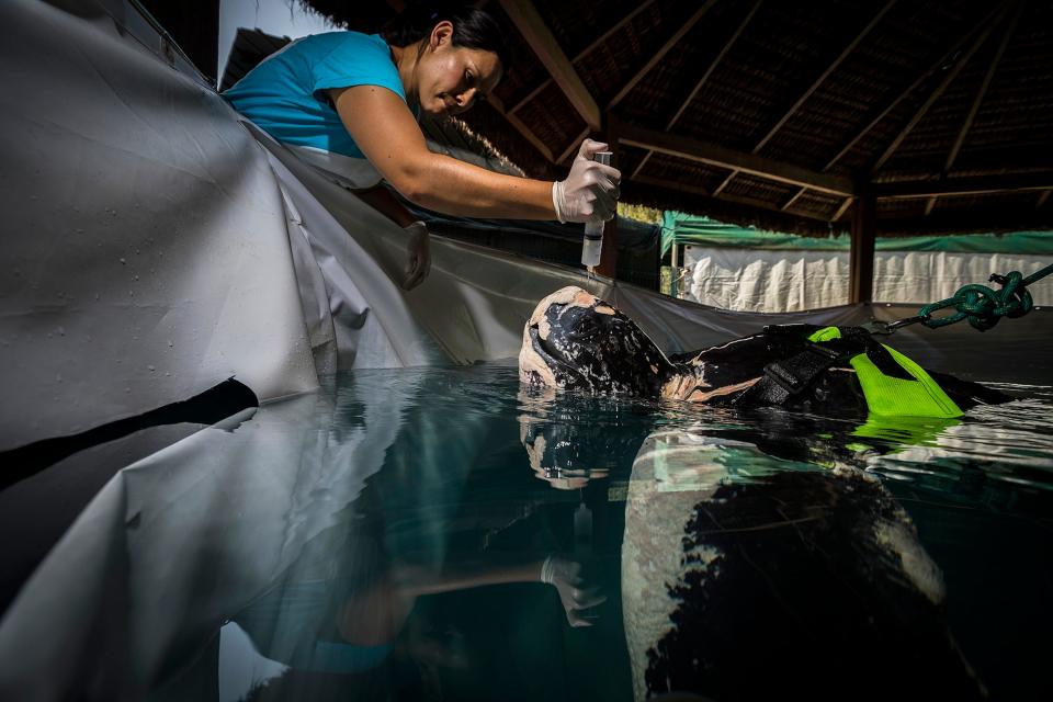 A leatherback turtle is treated at a rehabilitation center.