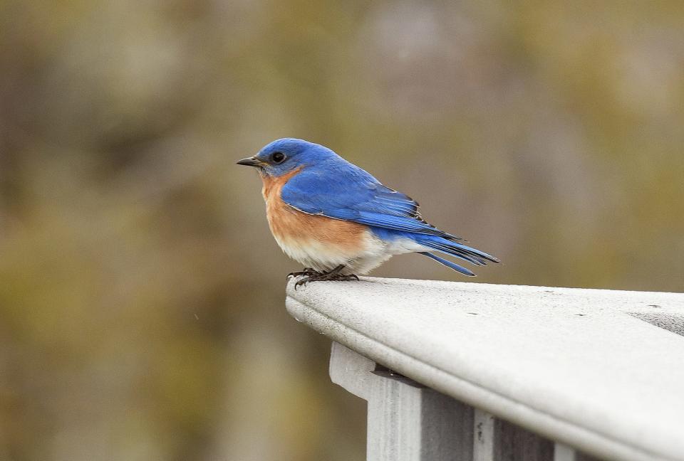 An eastern bluebird sits on a deck railing in Somerset County.  Birdwatching can be done in urban areas  as well in the wilderness.