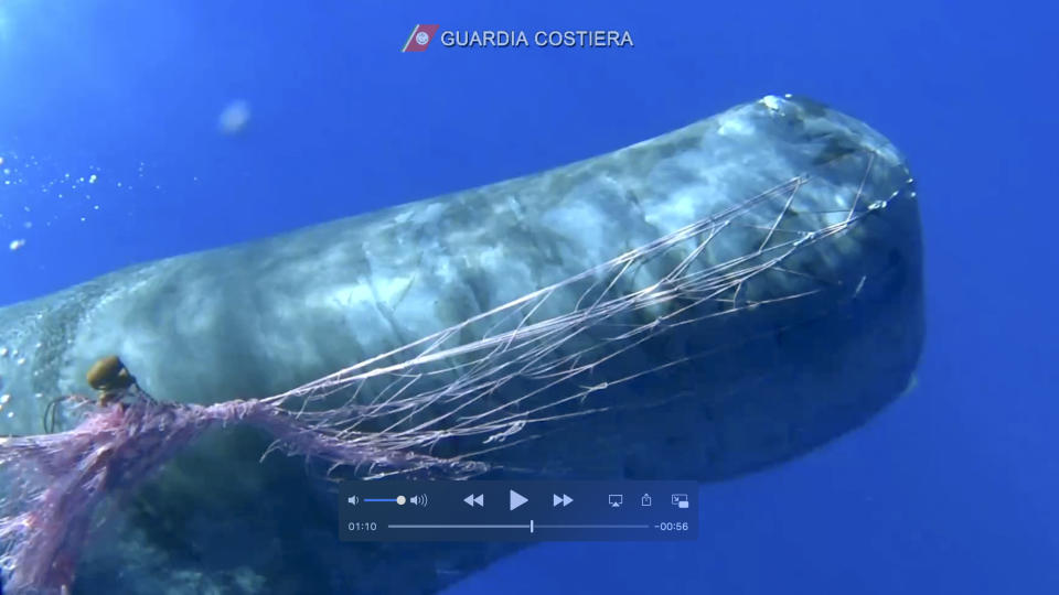 In this image taken from an Italian coast guard video a whale trapped in a fishnet in the waters near the Eolian islands, in the Mediterranean Sea. Italian coast guard divers were working Sunday to free a sperm whale which was entangled in a fishing net near a tiny Mediterranean island. In a coast guard video, a diver can be seen slicing away some of the net in the waters surrounding the Aeolian Island archipelago. The operation to set the sperm whale free was made particularly difficult “due to its state of agitation" that doesn’t allow continual intervention near the creature, the coast guard said in a statement. (Italian Coast Guard via AP)