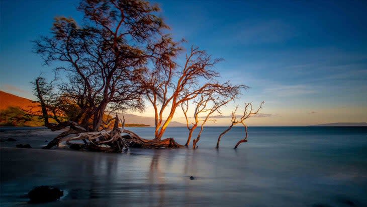 tree in water