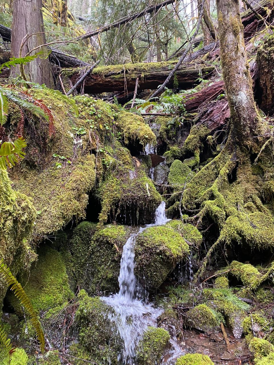 One of many flowing springs along the Upper Trestle Creek Falls Trail.