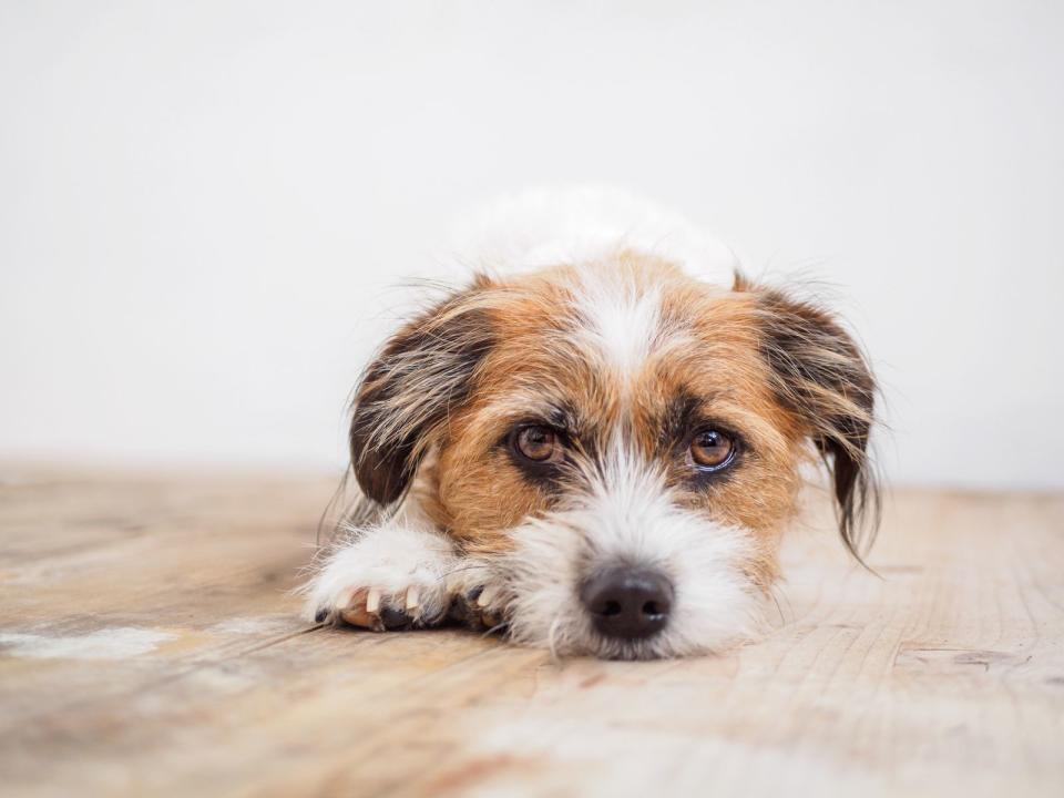 Geht es nach der Zahl der in Deutschland lebenden Hunde, ist diese Rasse die beliebteste: der Mischling. Natürlich ist das strenggenommen keine Rasse, aber deswegen lieben die Besitzer ihren Vierbeiner nicht weniger. (Bild: iStock / Sonja Rachbauer)