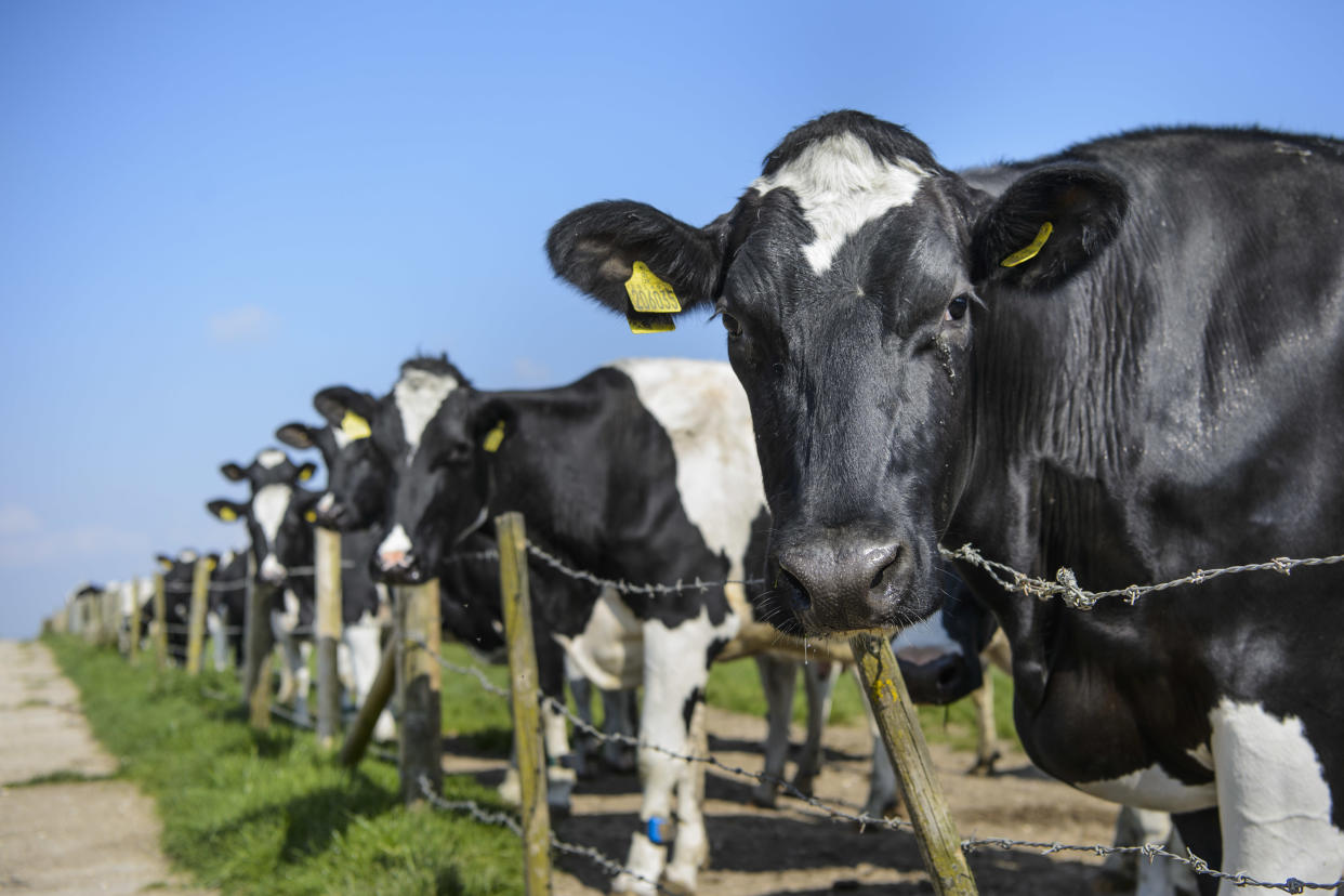 Dairy farmers are increasingly being threatened by activists. Environment secretary Michael Gove says their work helps conserve meadowland habitats and shouldn’t be undermined. Stock image. PA.