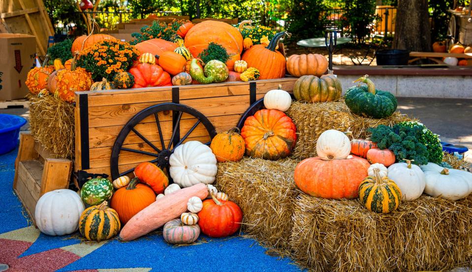 Pumpkins, gourds, hay bales and fall flowers are on display as crews work at the Myriad Botanical Gardens to set up the Pumpkinville festival in Oklahoma City, Okla. on Monday, Oct. 4, 2021.