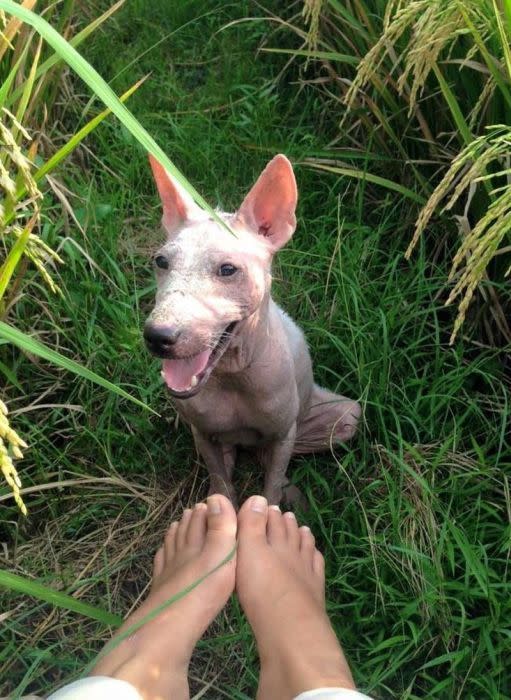 Tras algunas semanas en tratamiento y alimentación, la perrita recuperó su semblante.