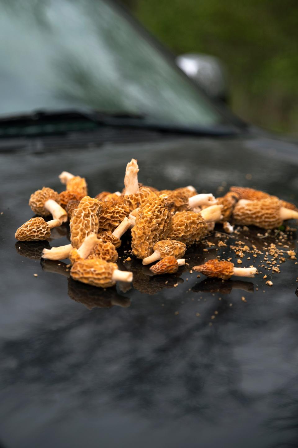 Steve Roberts and his father, Ron, inspect roughly three pounds of morels on May 1, 2020. Roberts prepares them by halving them, rinsing them, and frying them with eggs and milk, sometimes with onion ring batter. Ron soaks them in saltwater beforehand. 