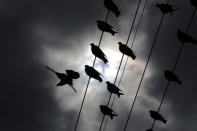 Birds perch on wires as the sun breaks through clouds bringing the first autumn rains to Cape Town, South Africa, March 30, 2016. REUTERS/Mike Hutchings