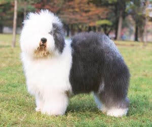 old_english_sheepdog