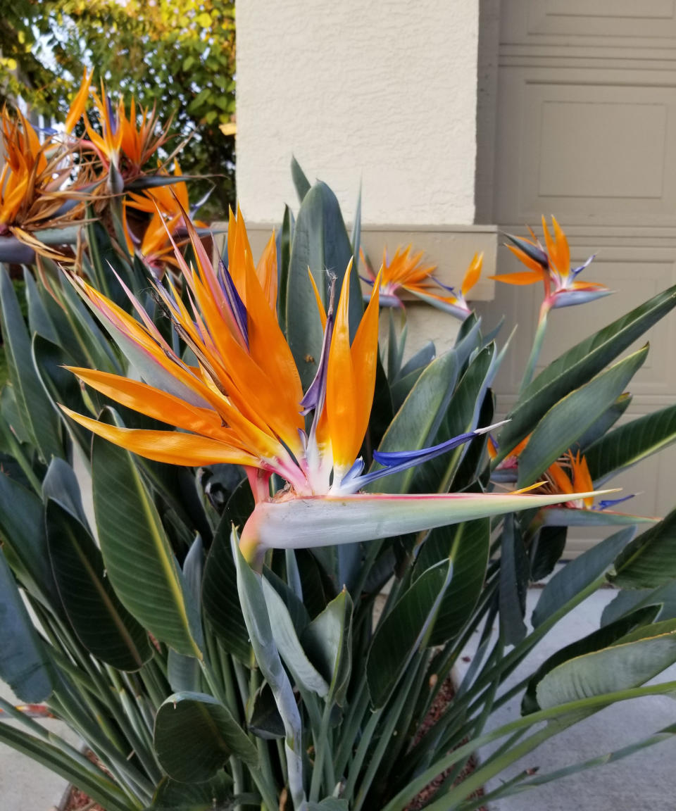 bird of paradise flowers