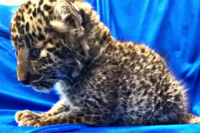Passenger caught trying to smuggle baby leopard