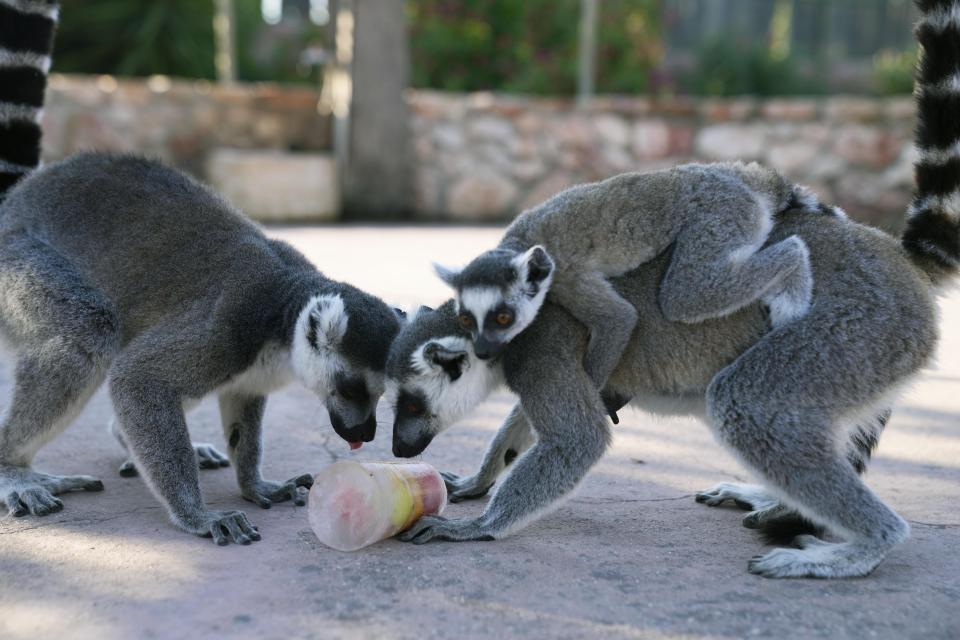 Ring-tailed lemurs lick a fruit popsicle, at the Attica Zoological Park in Spata suburb, eastern Athens, Friday, Aug. 4, 2023. A large number of animals being fed frozen meals at the Attica Zoological Park outside the Greek capital Friday, as temperatures around the country touched 40C (104 degrees Fahrenheit) and were set to rise further, in the fourth heat wave in less than a month. (AP Photo/Thanassis Stavrakis)