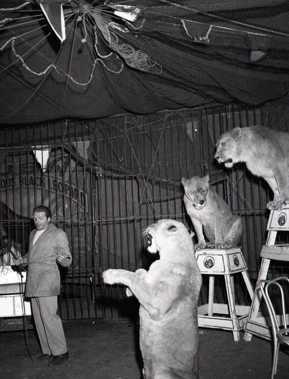 Inside the big top at 1951 Hopps birthday party with lioness Martha.