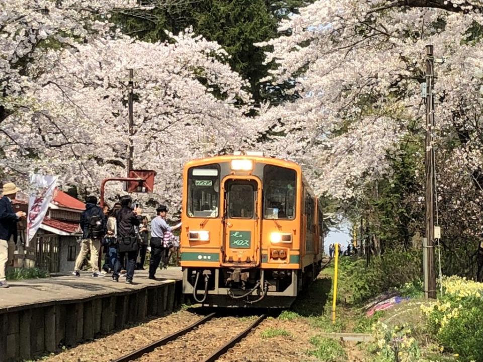 蘆野公園的櫻花與電車構成的畫面，吸引許多攝影愛好者來拍照。