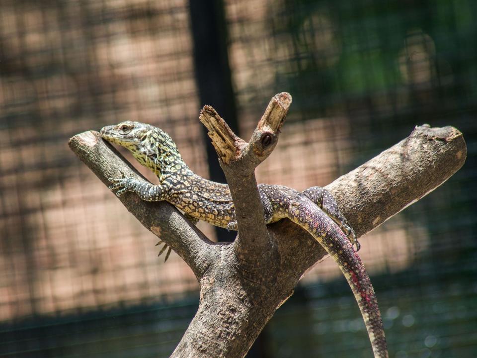 A newborn Komodo dragon perched on a branch in a cage at a zoo in Indonesia.