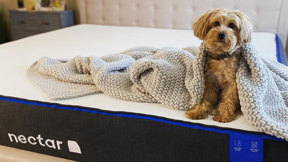 Save big on cozy bedding and luxe mattresses like this one from Nectar (puppy not included).