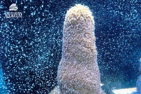 Eggs and sperm fill the water column from Pillar coral (Dendrogyra cylindricus) as it successfully spawns in an aquarium for the first time at a Florida Aquarium facility in Apollo Beach, Florida