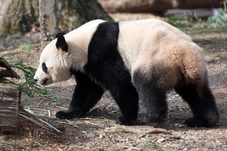 Bao Bao, a giant panda at the National Zoo in Washington, D.C., is seen on Feb. 15, 2017.