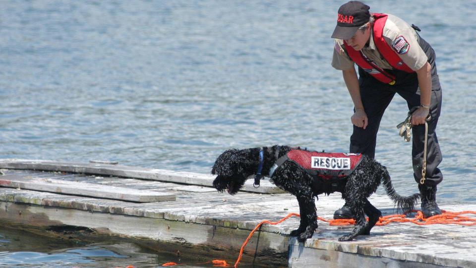 Portuguese water dog being trained in search and rescue