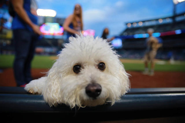 Bark in the Park 2016 at Citi Field, Blog