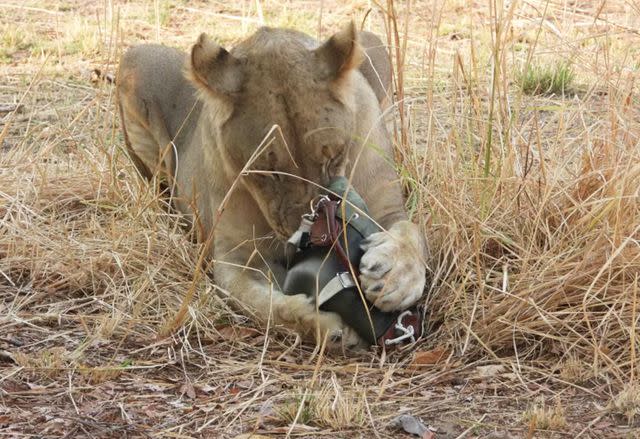 <p>Courtesy of Diana and Stacy Fiorentinos</p> A lion smelling Diana Fiorentinos' purse, after taking the bag from the tour operator during a safari