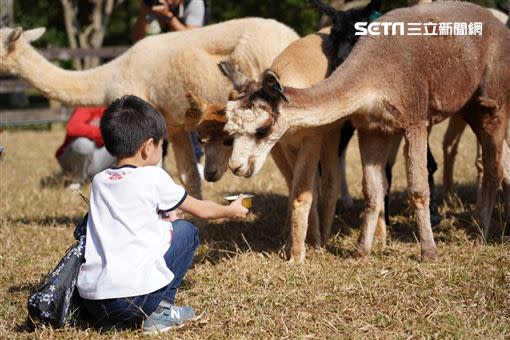 活動期間門票皆有優惠，可以輕鬆入園與萌系動物們互動。（圖／埔心牧場提供）