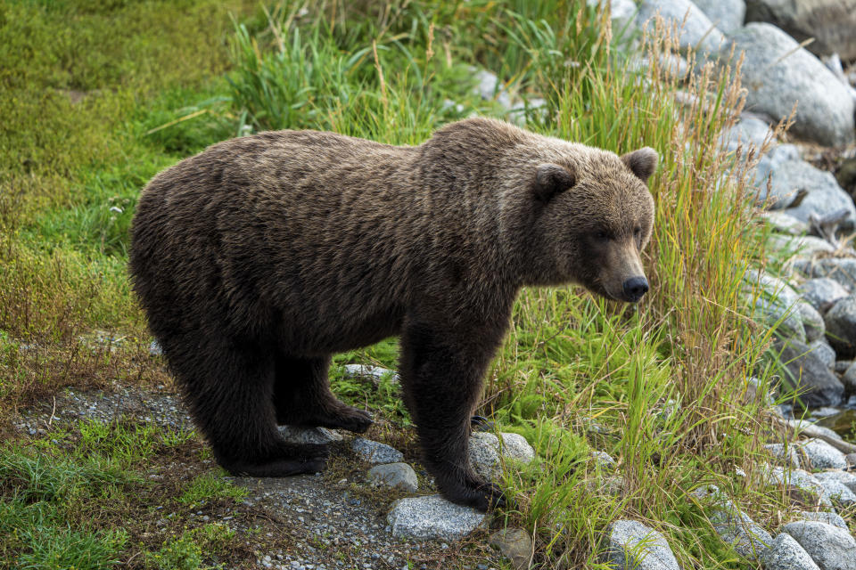 The chunkiest of chunks face off in Alaska's Fat Bear Week