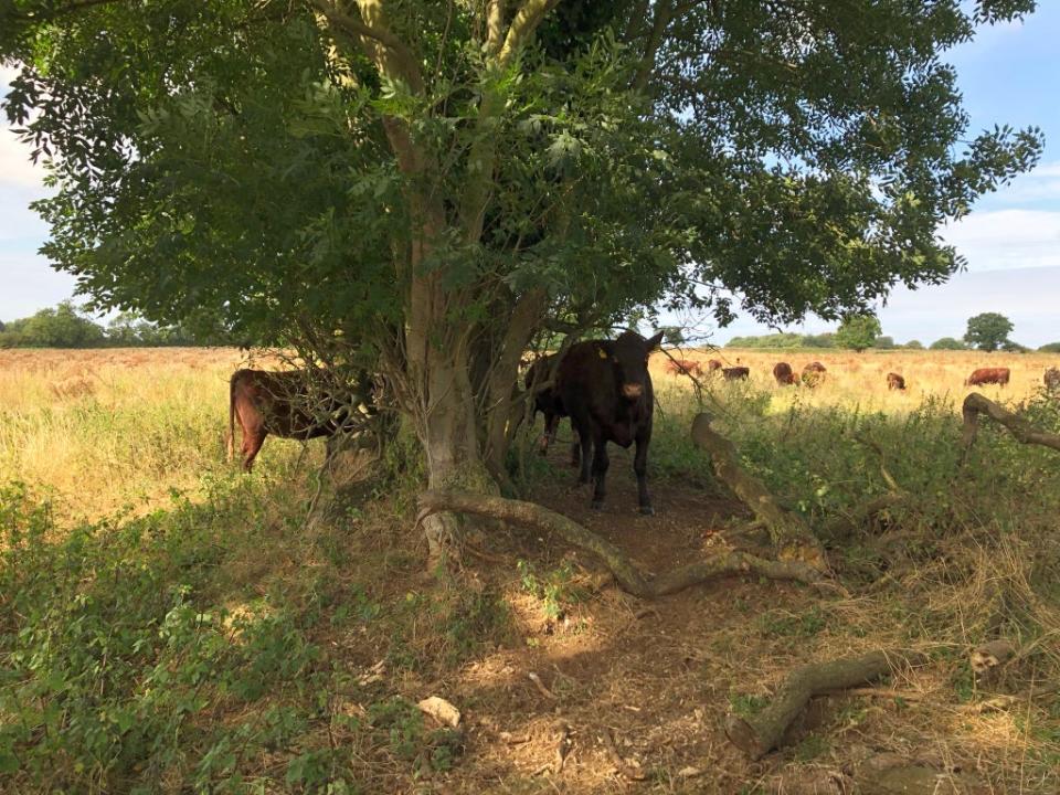 Red poll cattle will be used for meat (Emily Beament/PA)