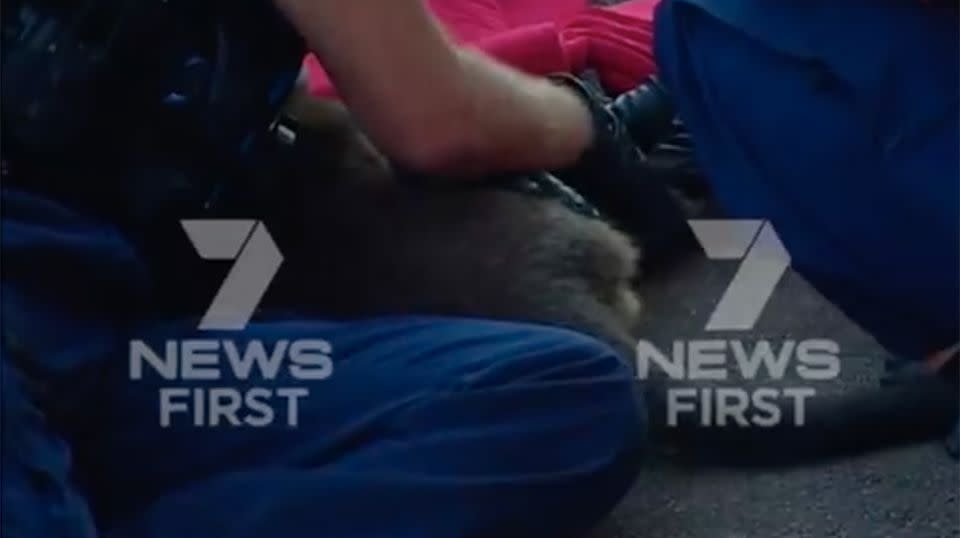 The wallaby's Tuesday morning adventure into the city came to a quick end when it was stopped by police. Source: 7 News