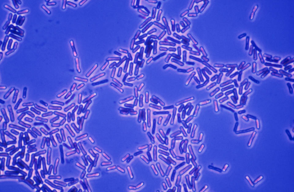 Bacilli bacteria under magnification.