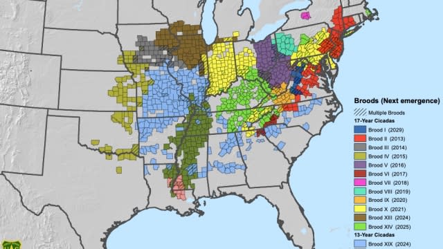 Map of active periodical cicada broods in the U.S.