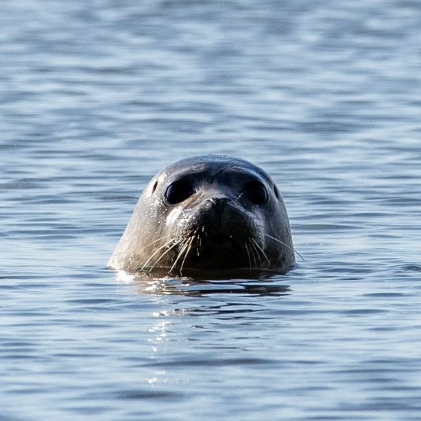 A harbor seal pup that was rescued at Monmouth Beach is seen moments after it was returned to the wild on Feb. 6, following treatment at Marine Mammal Stranding Center for a respiratory illness and a laceration.