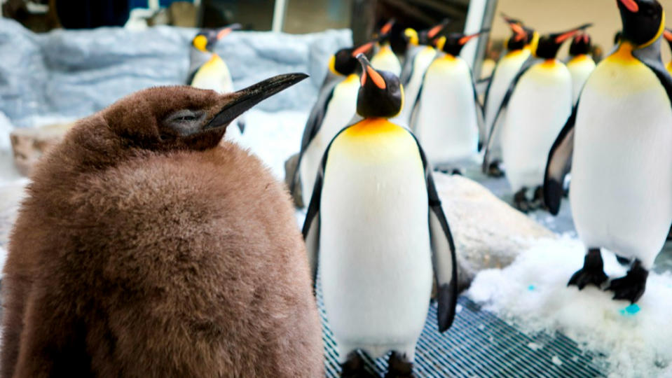 澳洲墨爾本水族館的國王企鵝寶寶「佩斯托」(左)體型特別壯碩，可愛模樣讓牠圈粉無數。美聯社