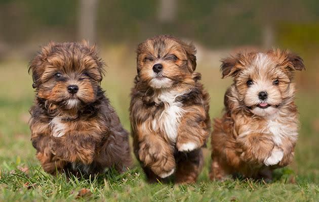 The men are being hailed as heroes for saving the pups. Photo: Getty.