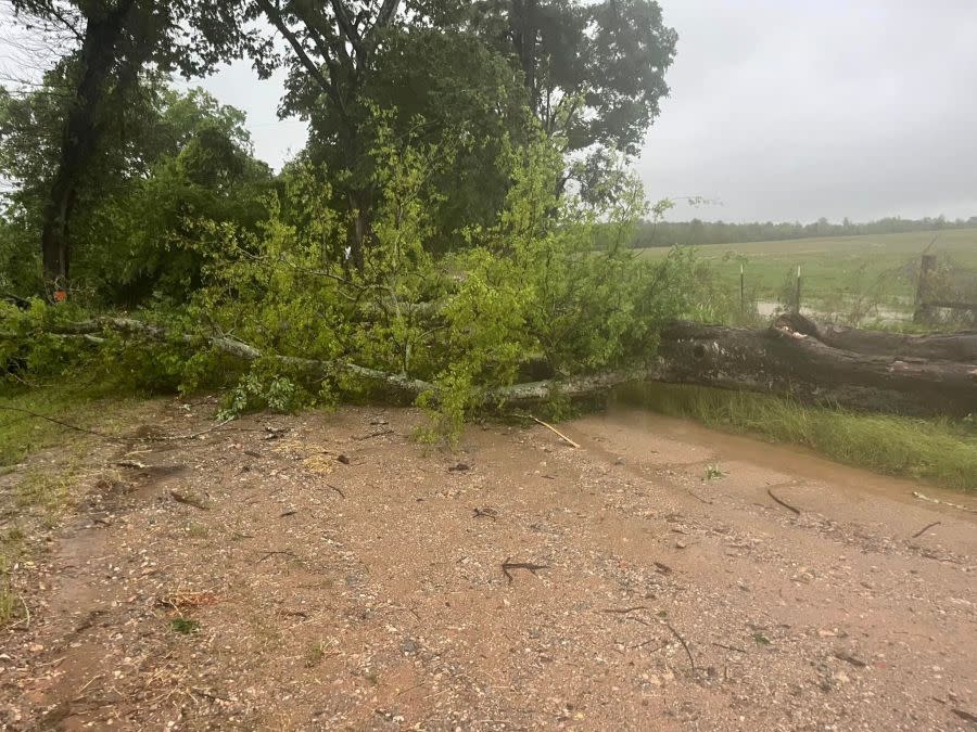 Tree fallen in roadway. Photo courtesy of Lilbert-Looneyville Volunteer Fire Department.