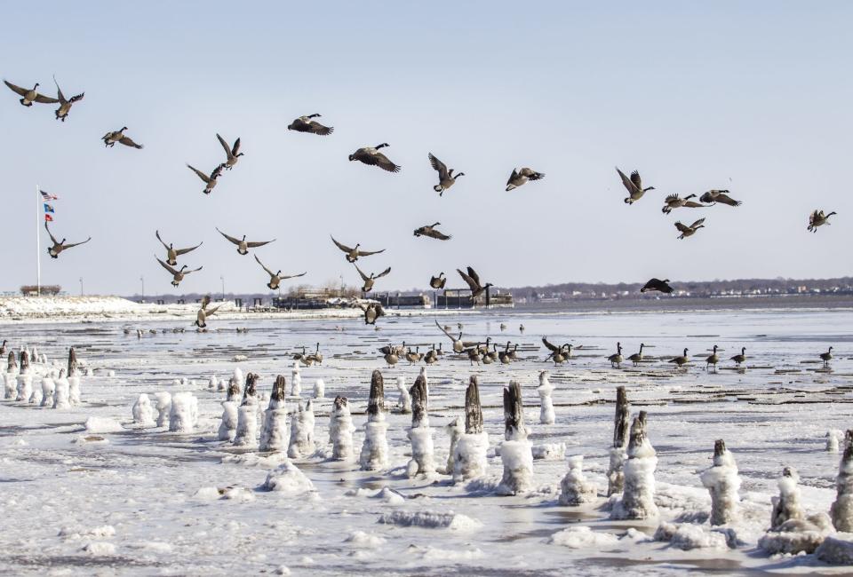 Canada geese take off over the ice in Battery Park in New Castle on Sunday afternoon.