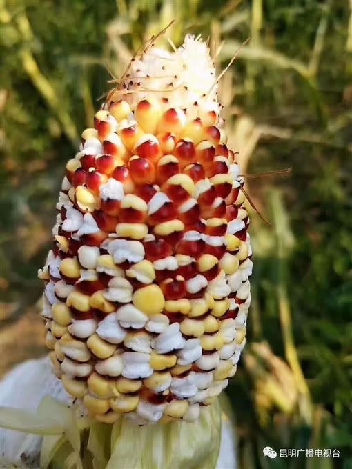 因受不住連日高溫，雲南一處玉米田集體自爆成天然爆米花。（圖／翻攝自微信）