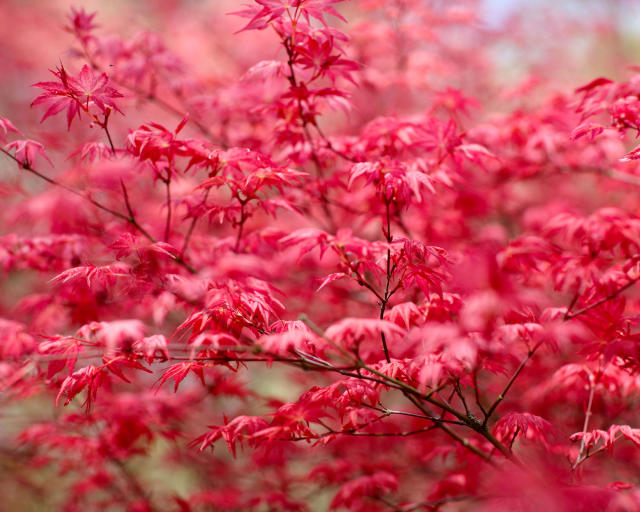 10 trees with red leaves for stunning garden color